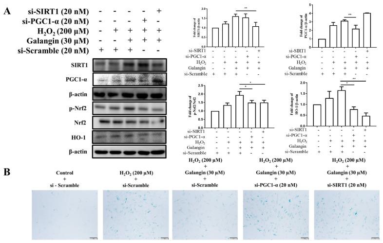 https://cdn.ncbi.nlm.nih.gov/pmc/blobs/93dd/8836071/ac29838220d3/ijms-23-01387-g006.jpg