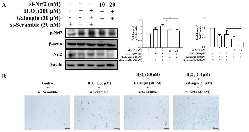 https://cdn.ncbi.nlm.nih.gov/pmc/blobs/93dd/8836071/c8046a9aea07/ijms-23-01387-g007.jpg