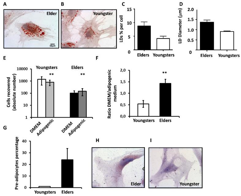 https://cdn.ncbi.nlm.nih.gov/pmc/blobs/93e0/8750773/33035123c42f/cells-11-00001-g007.jpg