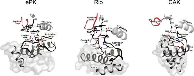 https://cdn.ncbi.nlm.nih.gov/pmc/blobs/93e2/1821047/a2da0cb0fe4a/pbio.0050017.g002.jpg