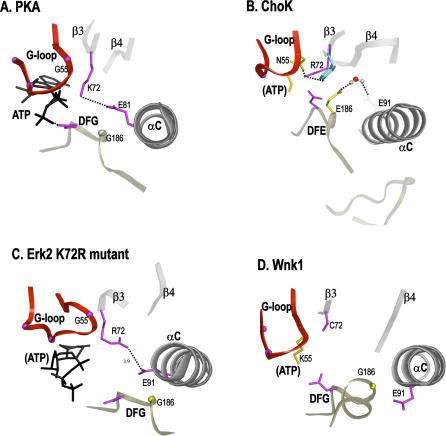 https://cdn.ncbi.nlm.nih.gov/pmc/blobs/93e2/1821047/bf5f27635e99/pbio.0050017.g005.jpg