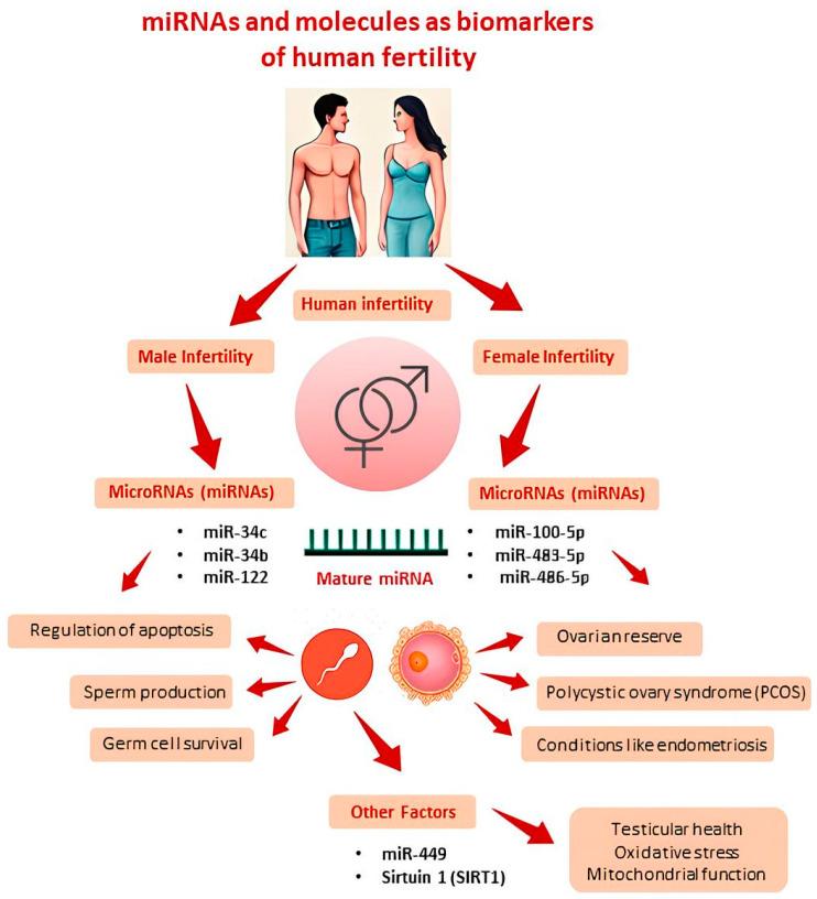 https://cdn.ncbi.nlm.nih.gov/pmc/blobs/93e5/11593296/2febc8f101c4/cells-13-01846-g002.jpg