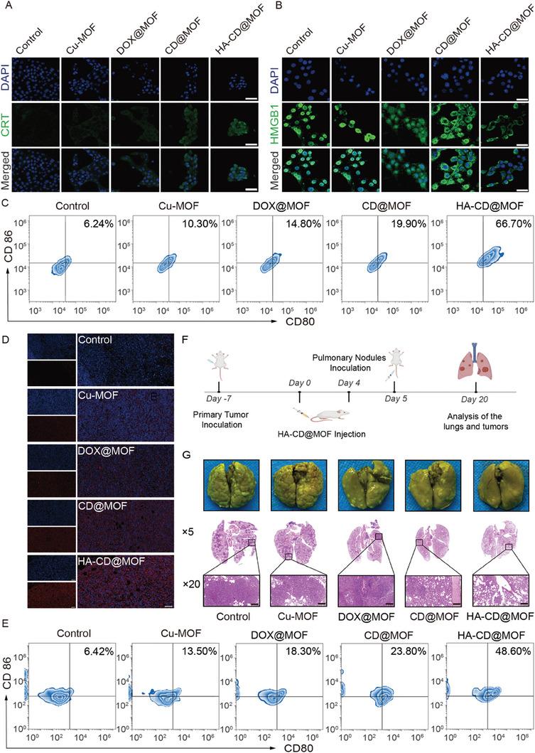 https://cdn.ncbi.nlm.nih.gov/pmc/blobs/93e8/11022715/a0f0437dd238/ADVS-11-2306031-g001.jpg