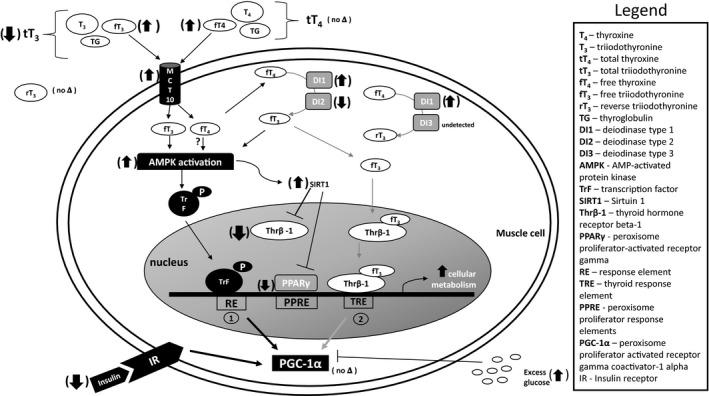 https://cdn.ncbi.nlm.nih.gov/pmc/blobs/93ea/5328766/d9f5909ea58d/PHY2-5-e13114-g006.jpg