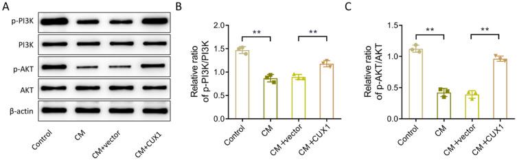 https://cdn.ncbi.nlm.nih.gov/pmc/blobs/93eb/11162042/7628a09682ad/12882_2024_3625_Fig4_HTML.jpg