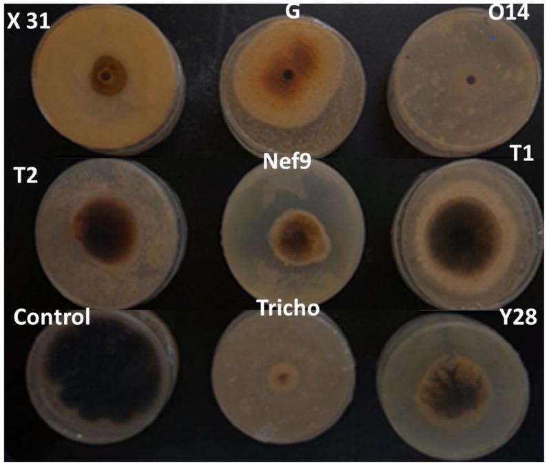 https://cdn.ncbi.nlm.nih.gov/pmc/blobs/93f2/11434917/4db35b263ecb/pathogens-13-00752-g002.jpg