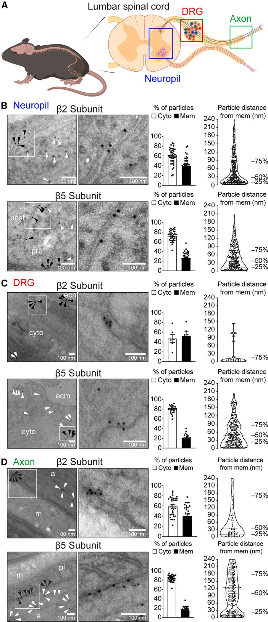 https://cdn.ncbi.nlm.nih.gov/pmc/blobs/93f4/11157458/5a2703a0677b/nihms-1988706-f0002.jpg