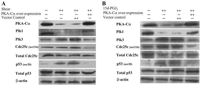https://cdn.ncbi.nlm.nih.gov/pmc/blobs/93f6/2888831/26bb5e6e75b5/nihms170967f5.jpg