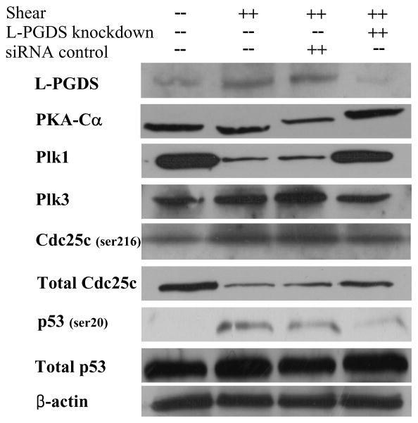 https://cdn.ncbi.nlm.nih.gov/pmc/blobs/93f6/2888831/66b6e7a13c3e/nihms170967f3.jpg