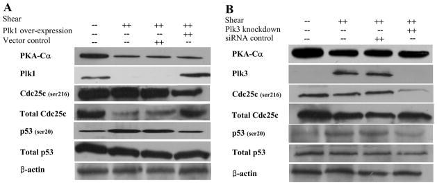 https://cdn.ncbi.nlm.nih.gov/pmc/blobs/93f6/2888831/7e96ff848ba9/nihms170967f6.jpg