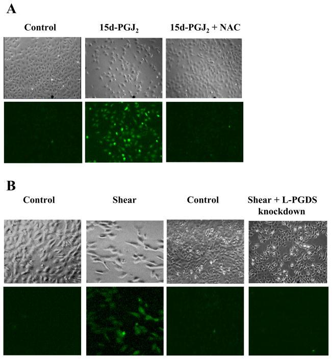https://cdn.ncbi.nlm.nih.gov/pmc/blobs/93f6/2888831/a316d6c6679f/nihms170967f4.jpg
