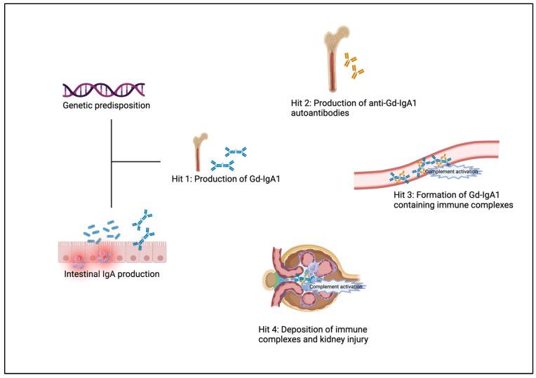 https://cdn.ncbi.nlm.nih.gov/pmc/blobs/93fb/11504437/0c1c5f69108a/biomedicines-12-02259-g001.jpg