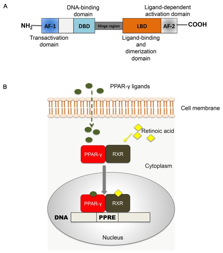 https://cdn.ncbi.nlm.nih.gov/pmc/blobs/93fd/7248959/20f5b734d676/molecules-25-02076-g001.jpg