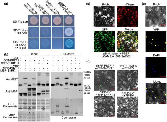 https://cdn.ncbi.nlm.nih.gov/pmc/blobs/93fe/8358996/dabadd23e637/MPP-22-1057-g005.jpg