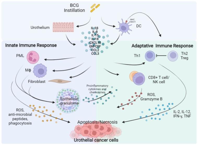 https://cdn.ncbi.nlm.nih.gov/pmc/blobs/93ff/10888316/ce539454bfb3/curroncol-31-00079-g001.jpg