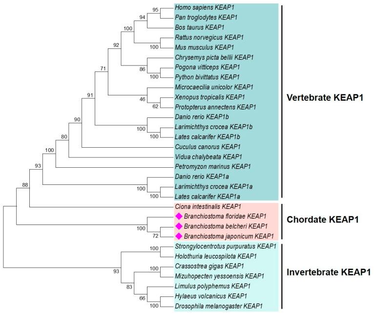 https://cdn.ncbi.nlm.nih.gov/pmc/blobs/9401/11989980/1deac0d95422/ijms-26-03427-g005.jpg