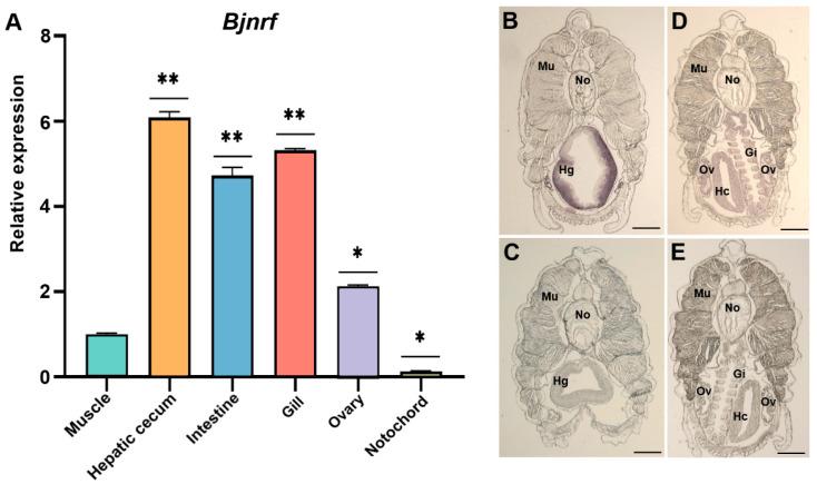 https://cdn.ncbi.nlm.nih.gov/pmc/blobs/9401/11989980/6674c86e5cc5/ijms-26-03427-g007.jpg