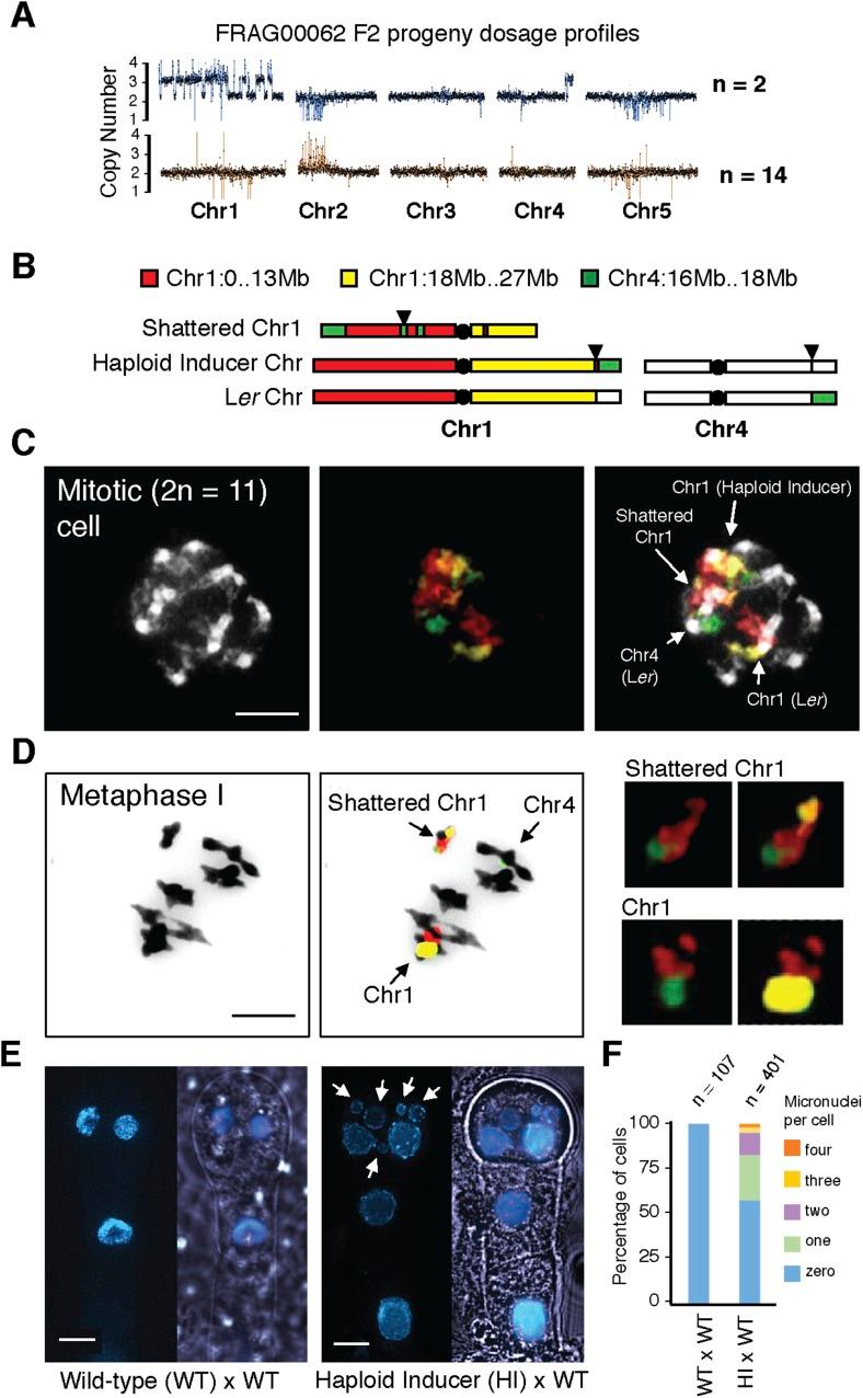 https://cdn.ncbi.nlm.nih.gov/pmc/blobs/9403/4461816/1c73b1b733a1/elife-06516-fig4.jpg