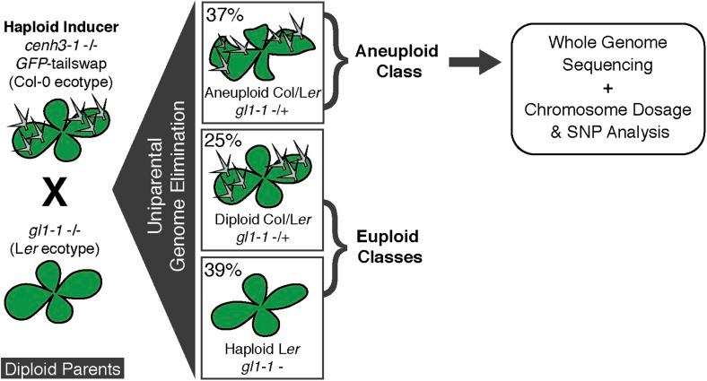 https://cdn.ncbi.nlm.nih.gov/pmc/blobs/9403/4461816/f90cc7ecee34/elife-06516-fig1.jpg