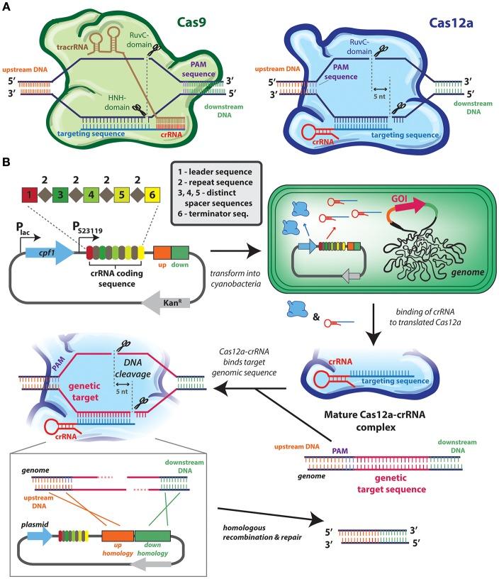 https://cdn.ncbi.nlm.nih.gov/pmc/blobs/9405/6400836/7802e6441d3a/fbioe-07-00033-g0002.jpg