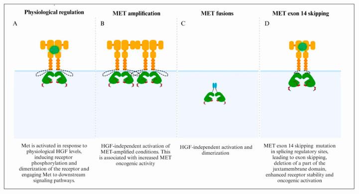 https://cdn.ncbi.nlm.nih.gov/pmc/blobs/9406/10854665/0eb8f55611a2/cells-13-00218-g002.jpg