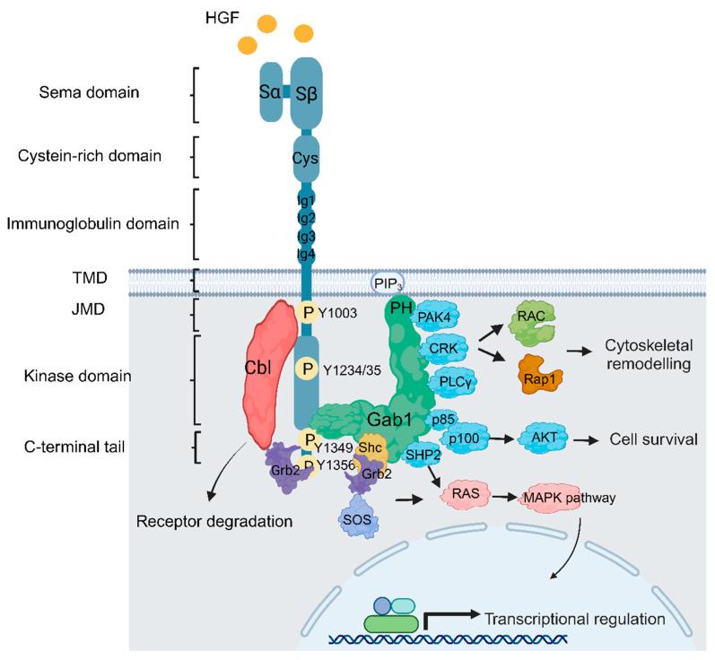 https://cdn.ncbi.nlm.nih.gov/pmc/blobs/9406/10854665/d3c983e32f1c/cells-13-00218-g001.jpg