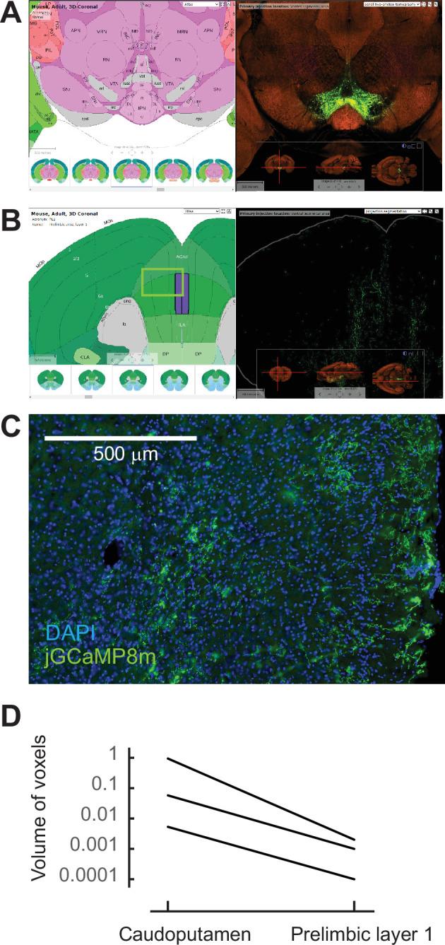 https://cdn.ncbi.nlm.nih.gov/pmc/blobs/9406/11095940/dd9c1db3cddc/elife-91136-fig1-figsupp1.jpg