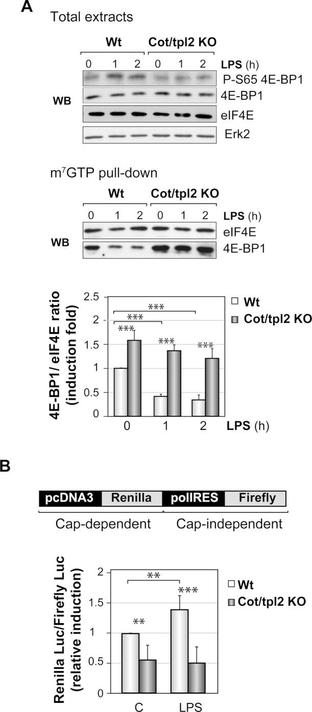 https://cdn.ncbi.nlm.nih.gov/pmc/blobs/9408/3408424/15baead13710/2982fig4.jpg