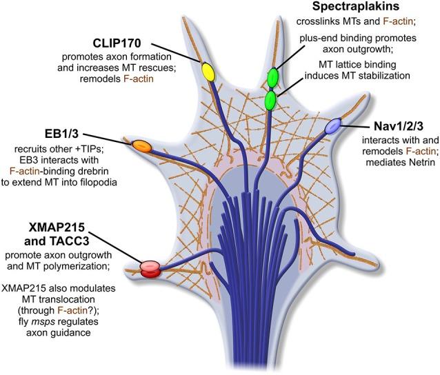 https://cdn.ncbi.nlm.nih.gov/pmc/blobs/9410/4485311/34df404baf40/fncel-09-00241-g0003.jpg