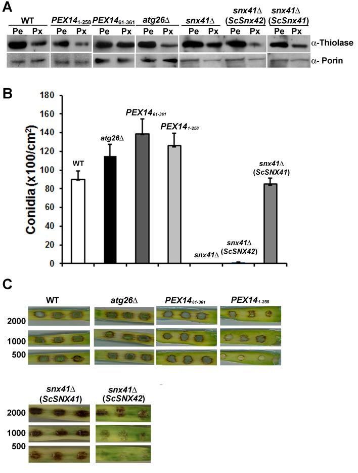 https://cdn.ncbi.nlm.nih.gov/pmc/blobs/9411/3841179/0142ccfa7e45/pone.0079128.g004.jpg