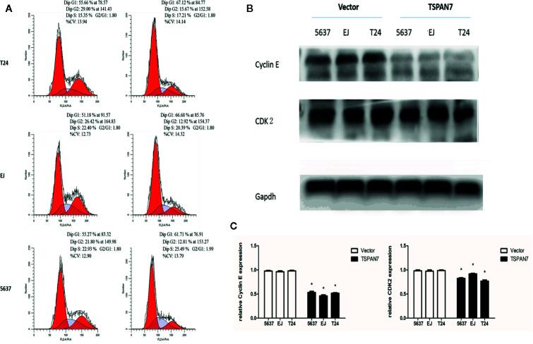 https://cdn.ncbi.nlm.nih.gov/pmc/blobs/9415/7821430/01bffe905e39/fonc-10-613869-g006.jpg