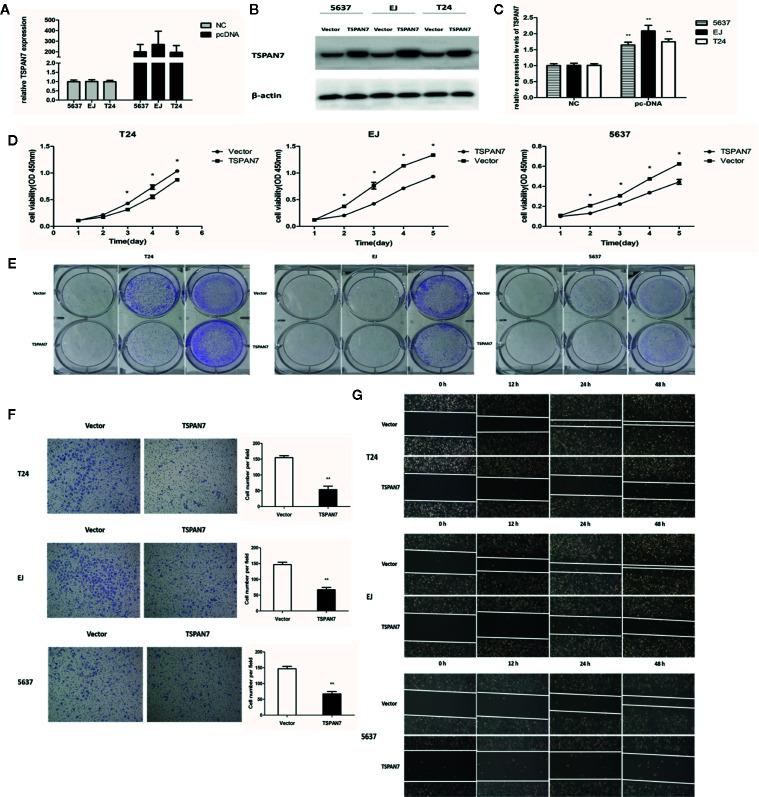 https://cdn.ncbi.nlm.nih.gov/pmc/blobs/9415/7821430/aec132d509bd/fonc-10-613869-g004.jpg