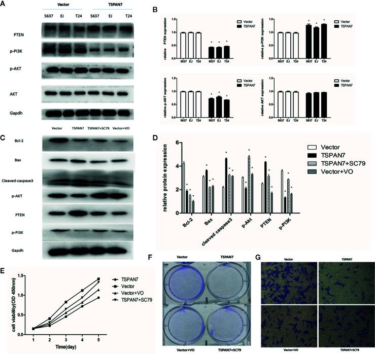 https://cdn.ncbi.nlm.nih.gov/pmc/blobs/9415/7821430/d5386042fe49/fonc-10-613869-g007.jpg