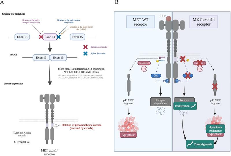 https://cdn.ncbi.nlm.nih.gov/pmc/blobs/9416/11042802/d933158e8b81/elife-92762-fig2.jpg
