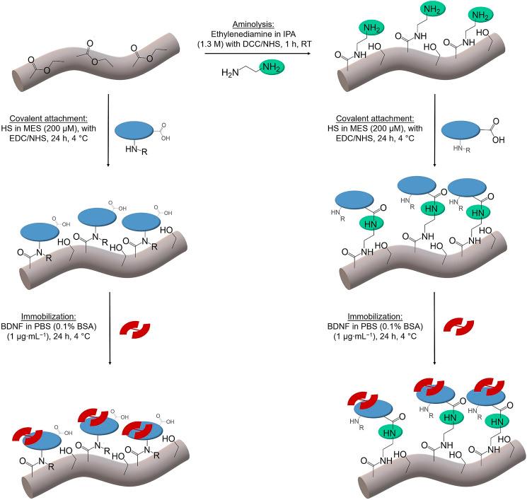 https://cdn.ncbi.nlm.nih.gov/pmc/blobs/941c/8819688/72ce80e7cbed/fbioe-10-776890-g002.jpg
