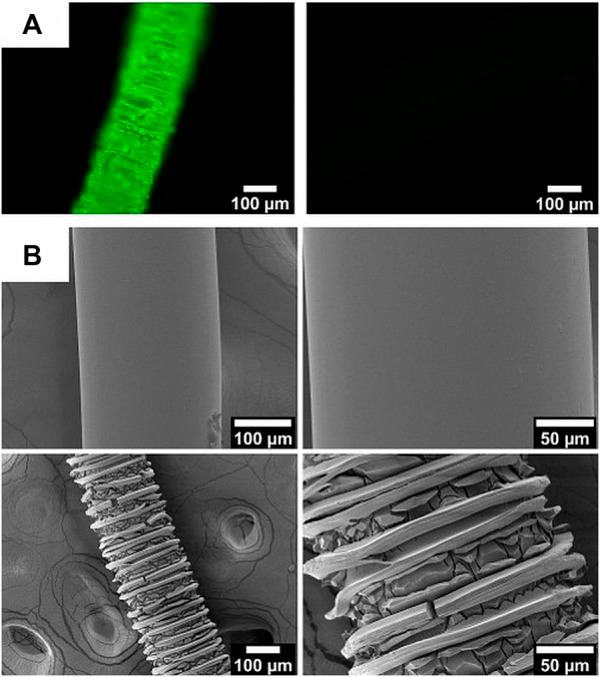 https://cdn.ncbi.nlm.nih.gov/pmc/blobs/941c/8819688/e0bffa8d5cff/fbioe-10-776890-g004.jpg