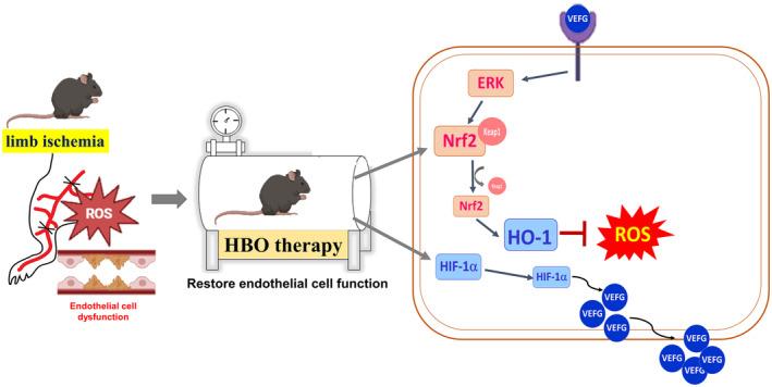 https://cdn.ncbi.nlm.nih.gov/pmc/blobs/941d/11669187/04f671a37bb0/JCMM-28-e70310-g006.jpg