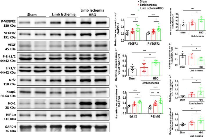 https://cdn.ncbi.nlm.nih.gov/pmc/blobs/941d/11669187/5679ec9e6c85/JCMM-28-e70310-g002.jpg