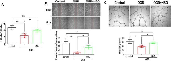 https://cdn.ncbi.nlm.nih.gov/pmc/blobs/941d/11669187/a44b7f4a7b1d/JCMM-28-e70310-g004.jpg