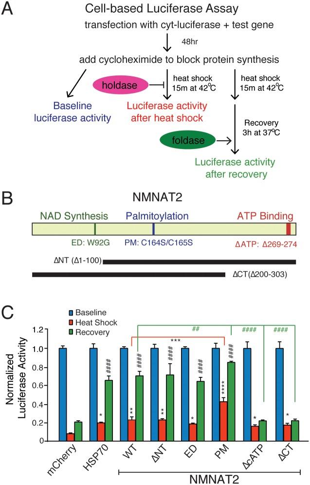 https://cdn.ncbi.nlm.nih.gov/pmc/blobs/941f/4890852/f6c081e9a447/pbio.1002472.g002.jpg