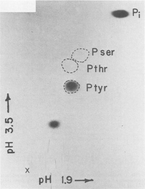 https://cdn.ncbi.nlm.nih.gov/pmc/blobs/9421/255622/9fff75f2d299/jvirol00134-0034-a.jpg