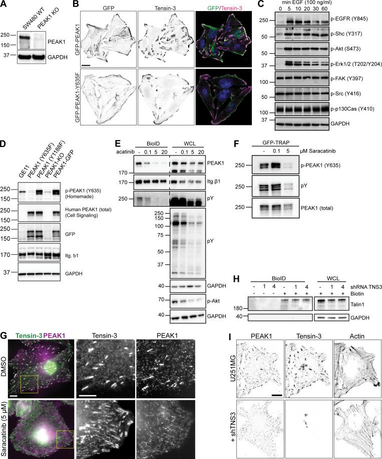 https://cdn.ncbi.nlm.nih.gov/pmc/blobs/9426/9194829/5b95ea72f2bd/JCB_202108027_FigS2.jpg
