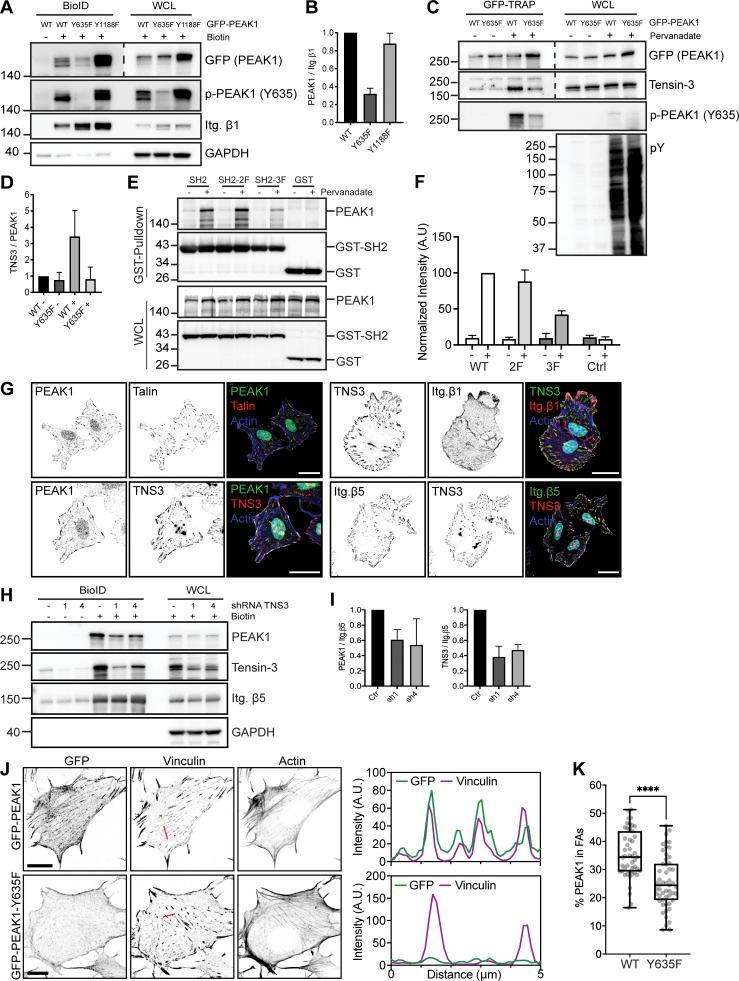 https://cdn.ncbi.nlm.nih.gov/pmc/blobs/9426/9194829/ff1324bc48a1/JCB_202108027_Fig4.jpg