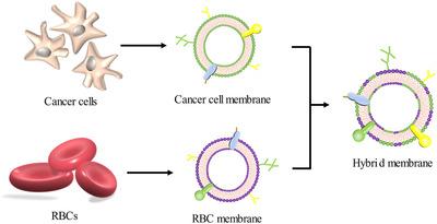https://cdn.ncbi.nlm.nih.gov/pmc/blobs/9427/7819108/3dd26f8b9363/CTM2-11-e292-g004.jpg