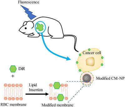 https://cdn.ncbi.nlm.nih.gov/pmc/blobs/9427/7819108/9cb469905460/CTM2-11-e292-g006.jpg