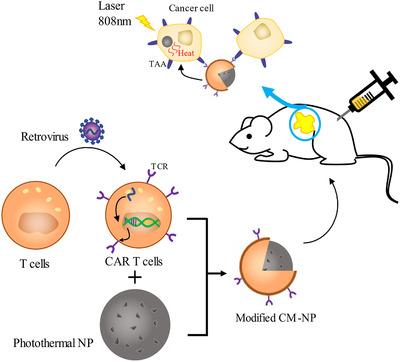 https://cdn.ncbi.nlm.nih.gov/pmc/blobs/9427/7819108/caf8d13876fd/CTM2-11-e292-g003.jpg