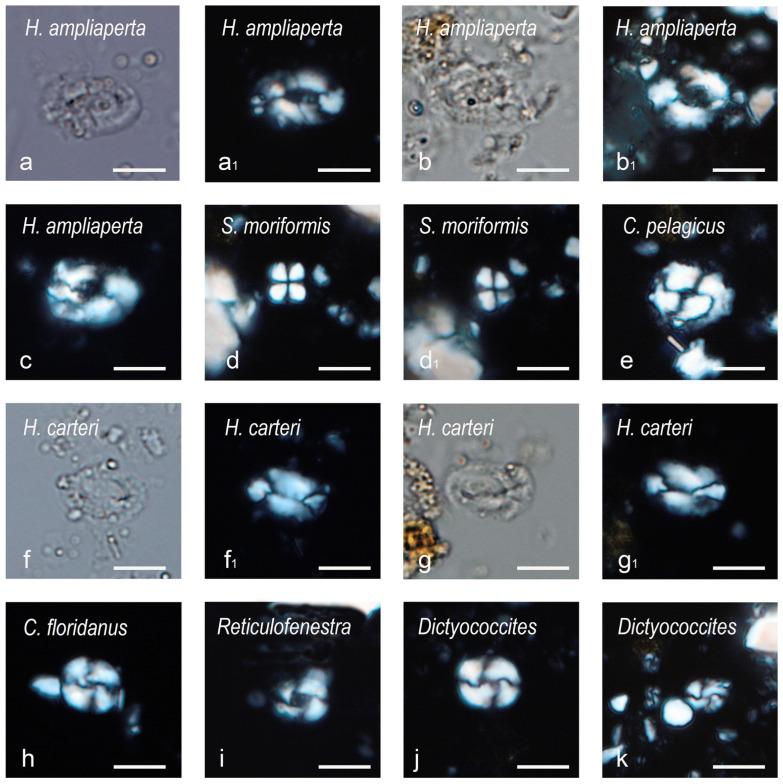 https://cdn.ncbi.nlm.nih.gov/pmc/blobs/9428/10887126/a934c8618323/biology-13-00114-g002.jpg