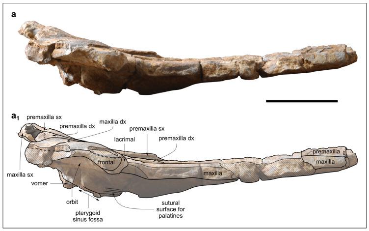 https://cdn.ncbi.nlm.nih.gov/pmc/blobs/9428/10887126/e24f34612fad/biology-13-00114-g005.jpg