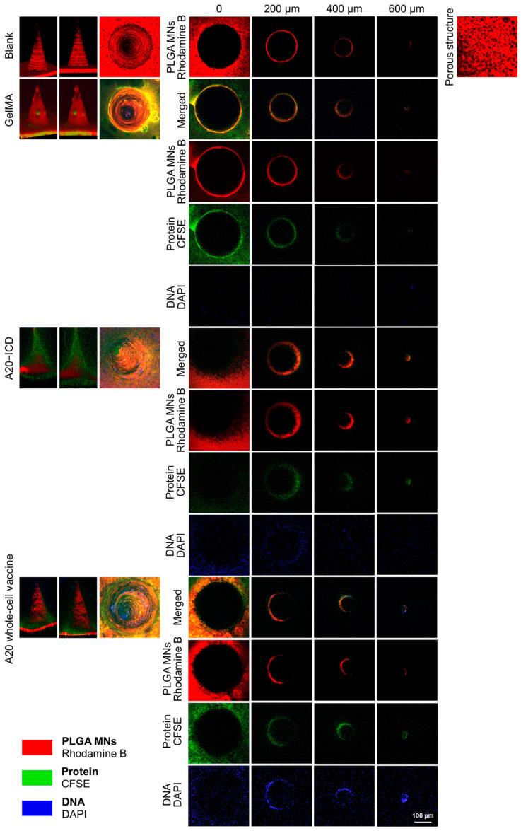 https://cdn.ncbi.nlm.nih.gov/pmc/blobs/9428/11675167/4ddc76285709/gels-10-00838-g008.jpg