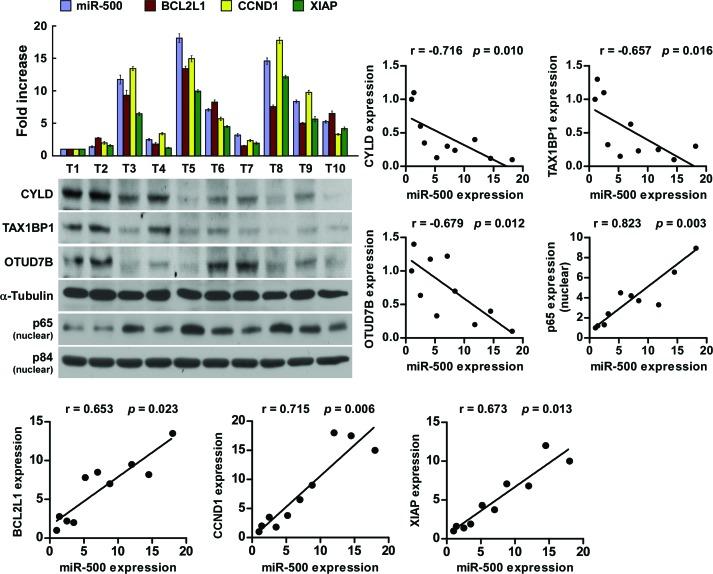 https://cdn.ncbi.nlm.nih.gov/pmc/blobs/942b/4385865/826191456423/oncotarget-06-2483-g006.jpg